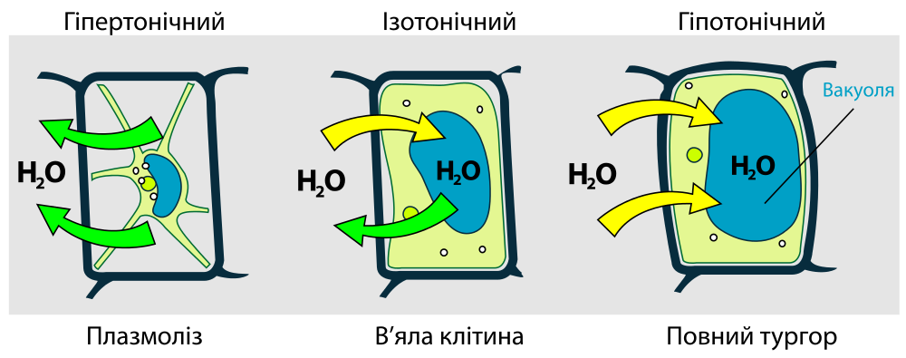 File:Turgor pressure on plant cells diagram-uk.svg