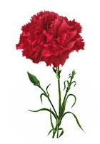 Carnations and their importance on Mother's Day