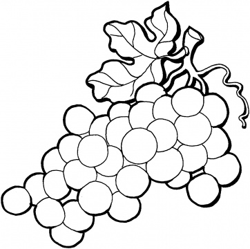 Grapes coloring pages | Super Coloring