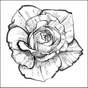 How to Draw Roses