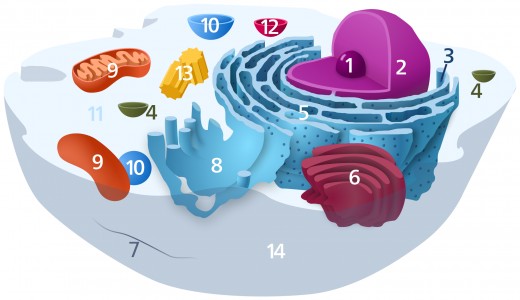 Eukaryotic Animal Cell Structure: A Visual Guide