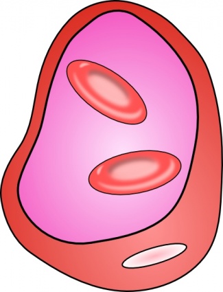 Erythrocyte Red Blood Cell clip art vector, free vector images ...