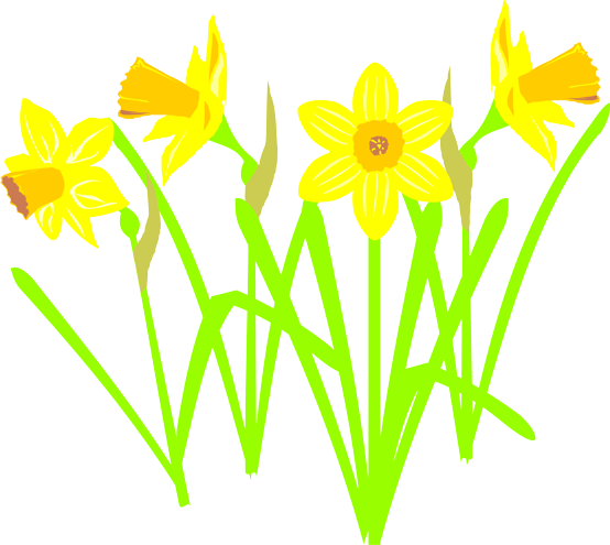 Cartoon Daffodils