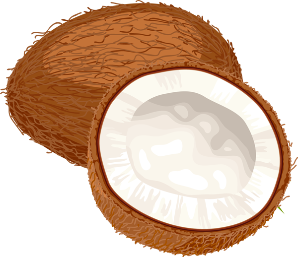 Coconut Clip Art