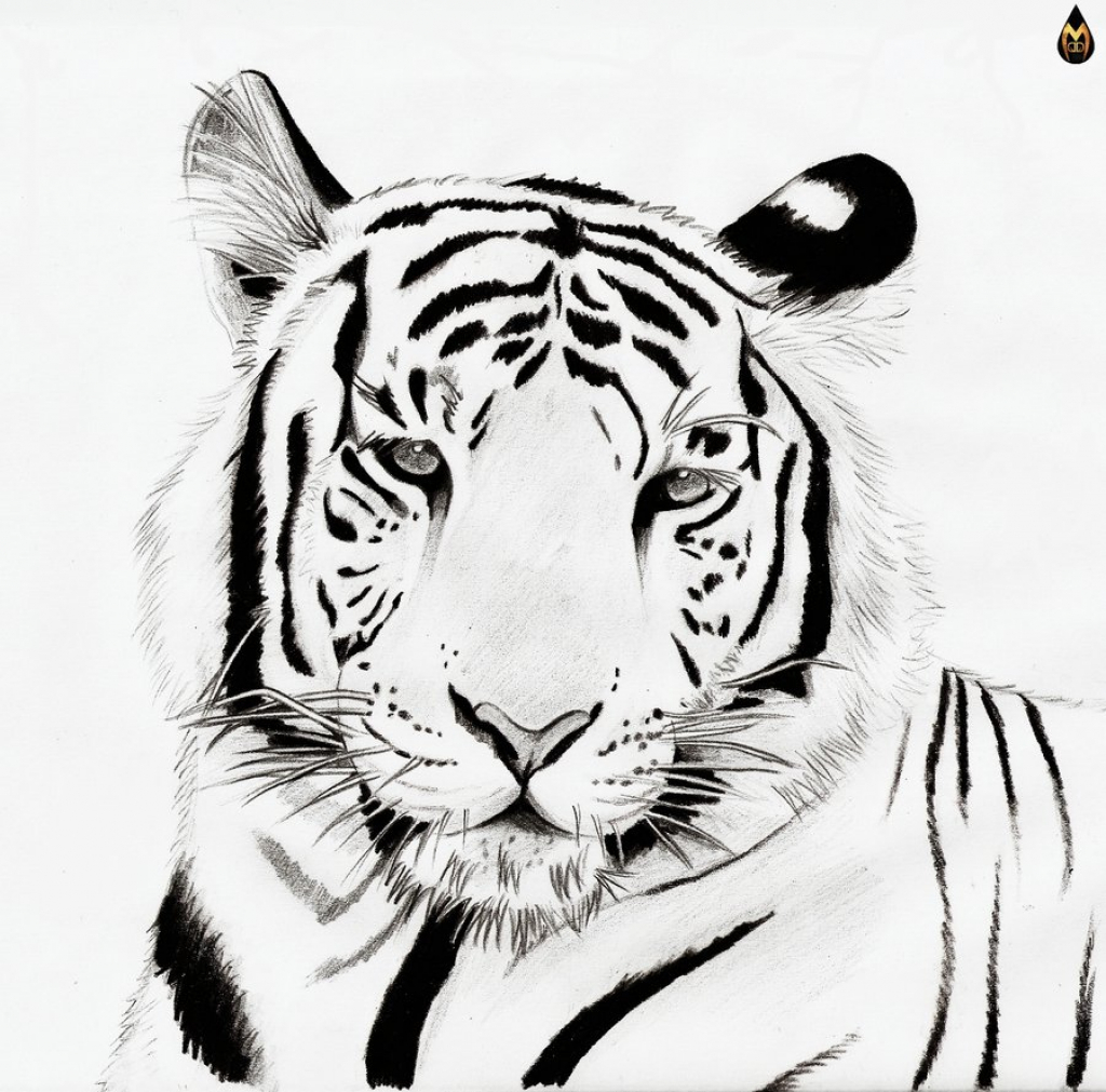 Black And White Tiger Easy Drawings - Drawing Art Library