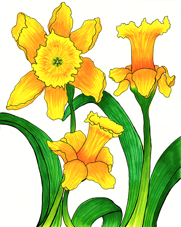 Daffodils Cartoon Clipart - Free to use Clip Art Resource