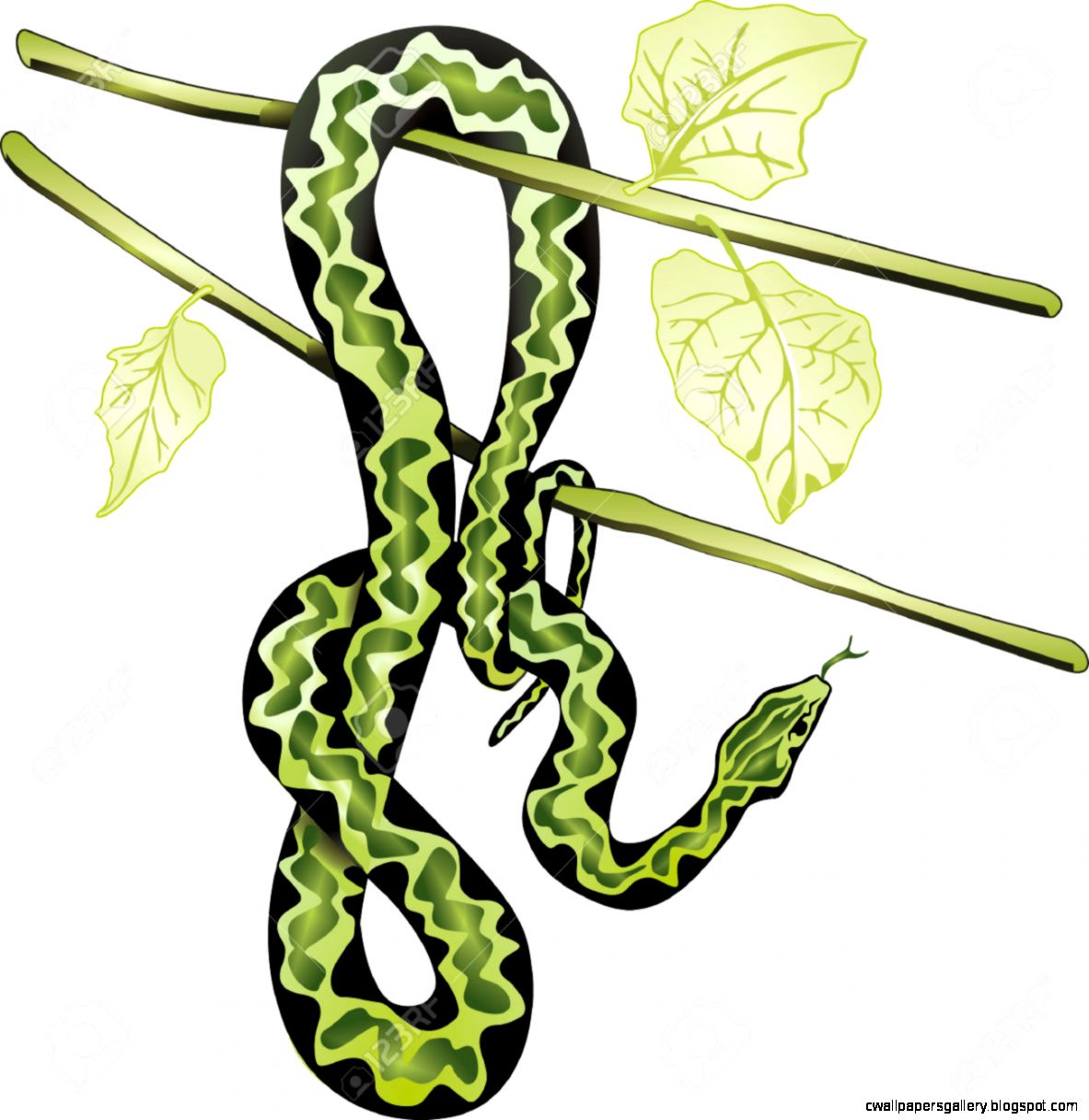 Rainforest snake clipart