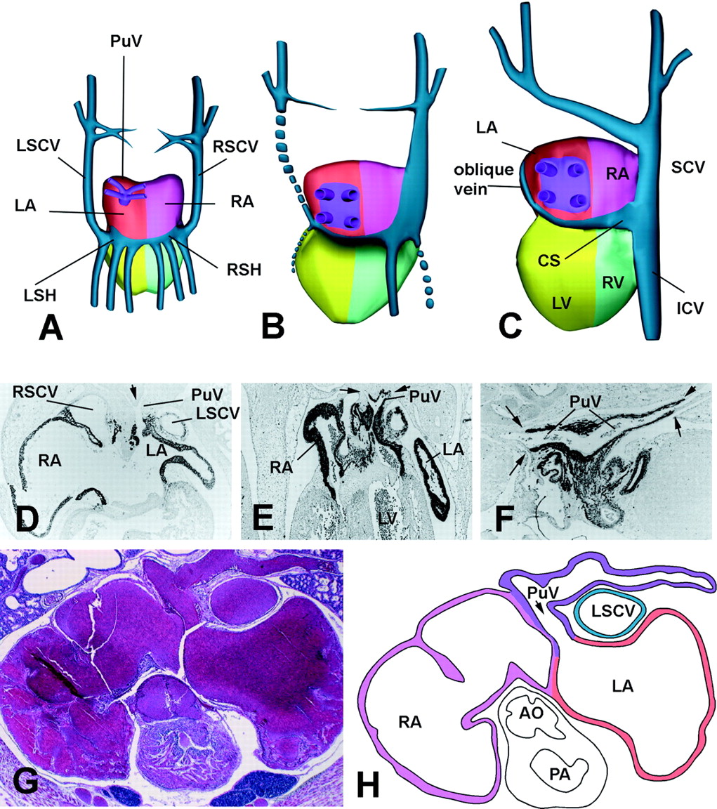 ARTICLES | Physiological Genomics