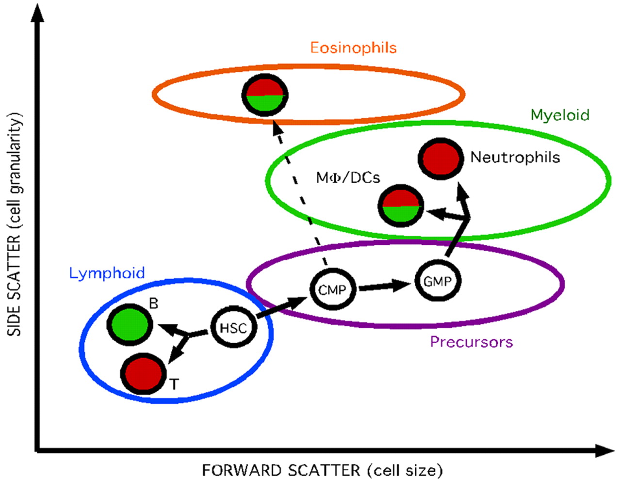 Characterization of the mononuclear phagocyte system in zebrafish ...