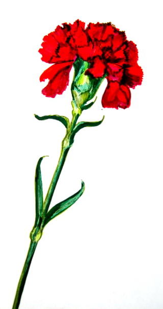 How to draw a Carnation