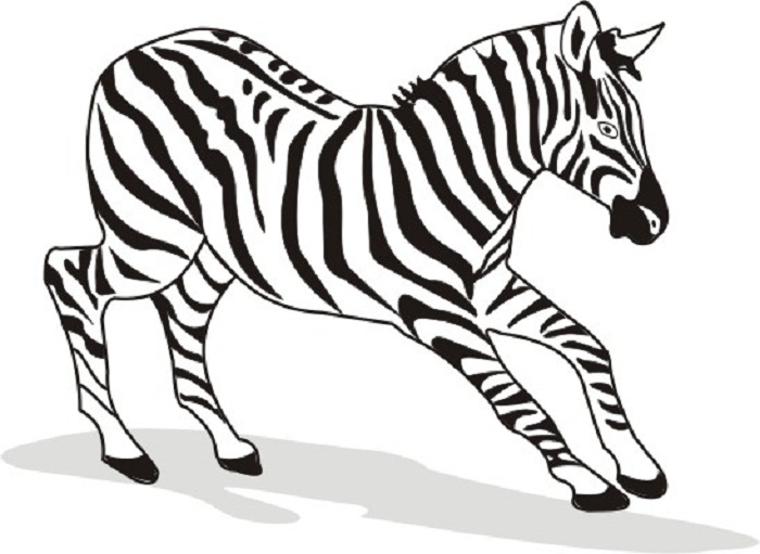 Free Printable Zebra Coloring Pages For Kids
