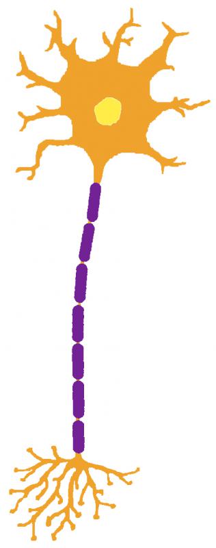 Nervous System Neurons Diagram Clipart Best