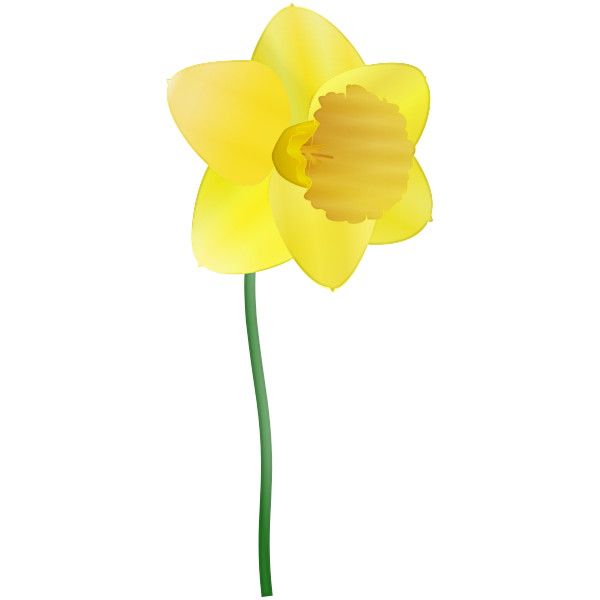 1000+ images about daffodils