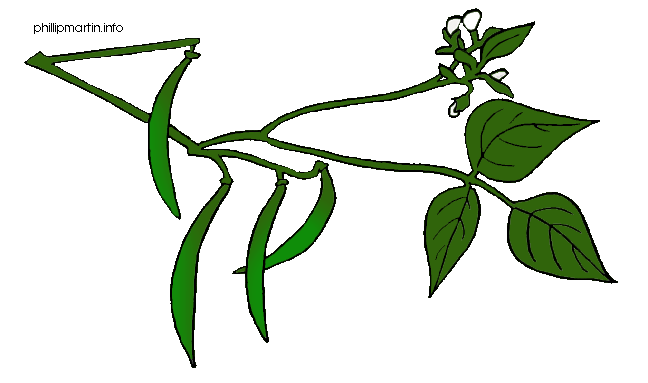 Green beans plant clipart