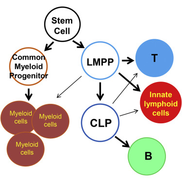 Common-Lymphoid-Progenitor-Independent Pathways of Innate and T ...