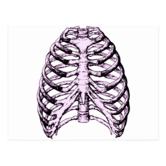 Rib Cage Postcards | Zazzle