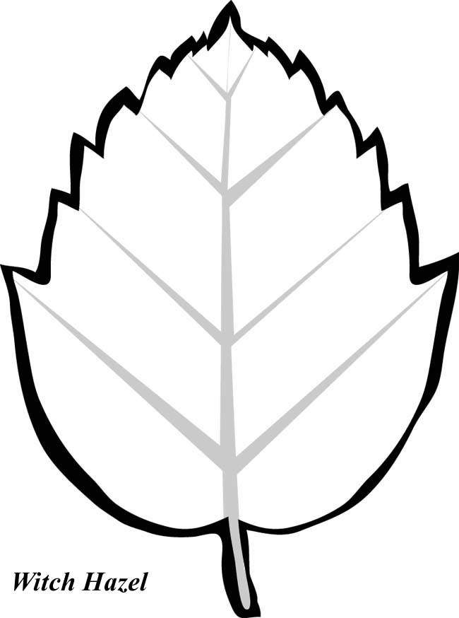 Print and Color These Leaves