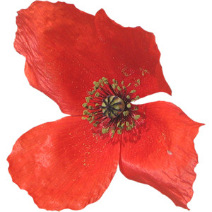 Poppies for Remembrance Day - Polyvore