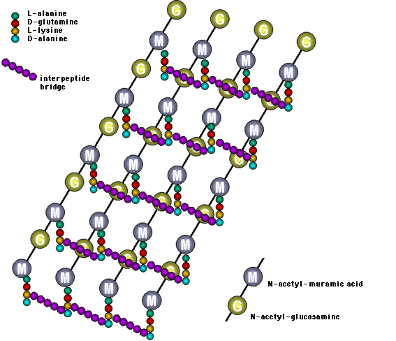 Structure and Function of Bacterial Cells