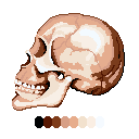 Human_Skull_profile_by_Kruku.gif