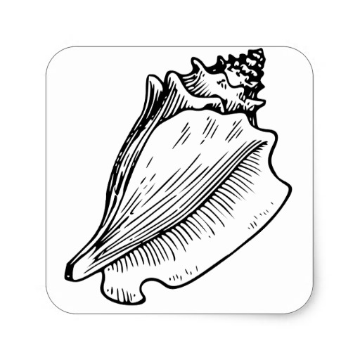 conch_shell_sketch_square_sticker-rfad88dbdd4fb463c9b3eb72187704eed_v9wf3_8byvr_512.jpg