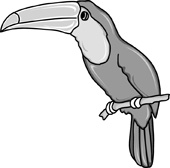 Search Results - Search Results for toucan Pictures - Graphics ...