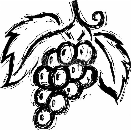 A black and white drawing of a bunch of grapes Photo Image