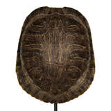 Collection Of Authentic Turtle Shells On Steel Display Stands at ...