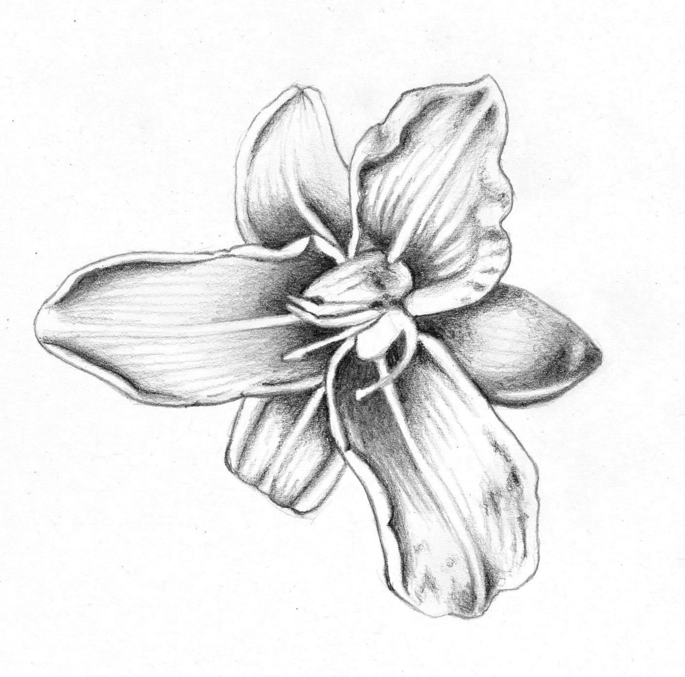Flower Drawing - Flower Maria