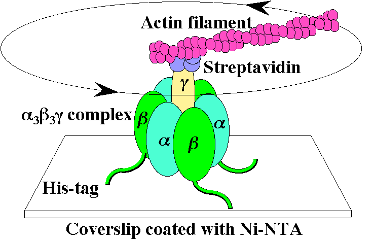 ATPase Motor Introduction