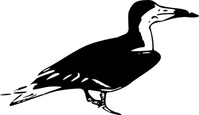 Black Bird Tattoo Vector - Download 1,000 Vectors (Page 1)