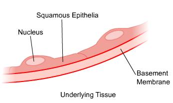 Cells and Organelles | S-cool, the revision website