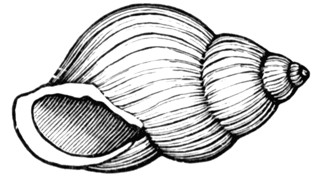 Shell Clip Art Free - Free Clipart Images
