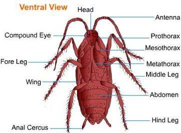 7. Morphology and anatomy of cockroach - BIOLOGY4ISC