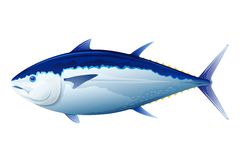 Tuna fish clipart