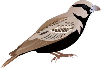 Sparrow Clipart - Tumundografico