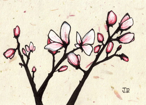 Spring Magnolias – Series of 5 New Ink Drawings | Art & Musings