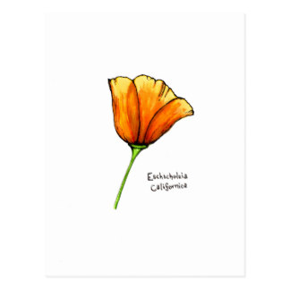 California Poppy Postcards | Zazzle