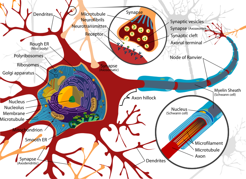 Human Brain Diagram | The Human ...