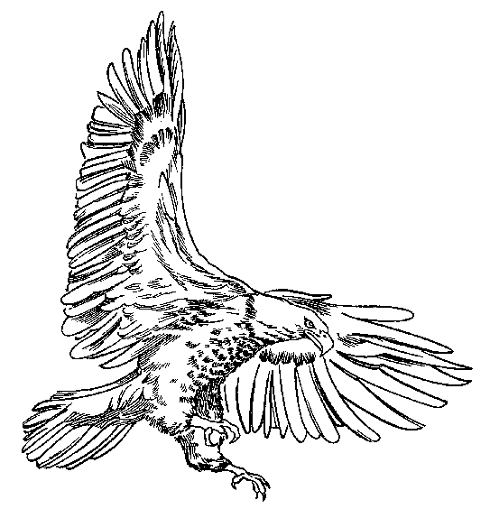 Coloriage Aigle - Les beaux dessins de Nature Ã  imprimer et ...