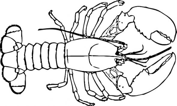 Best Lobster Outline #24041 - Clipartion.com