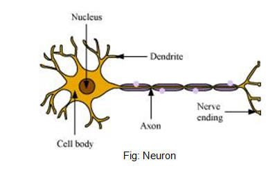 Tissues CBSE Science Class 9 NCERT Solutions