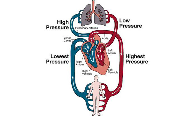 Pictures Of Body Organs