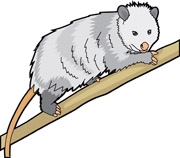 Possum Clipart - Tumundografico