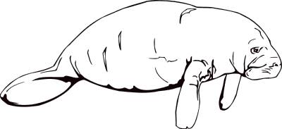 Best Manatee Clip Art #6155 - Clipartion.com