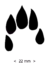 Paw Prints Clipart