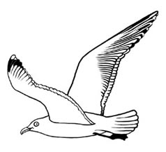 Seagull Clipart Black And White - Free Clipart Images