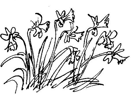 Drawings Of Daffodils | Free Download Clip Art | Free Clip Art ...