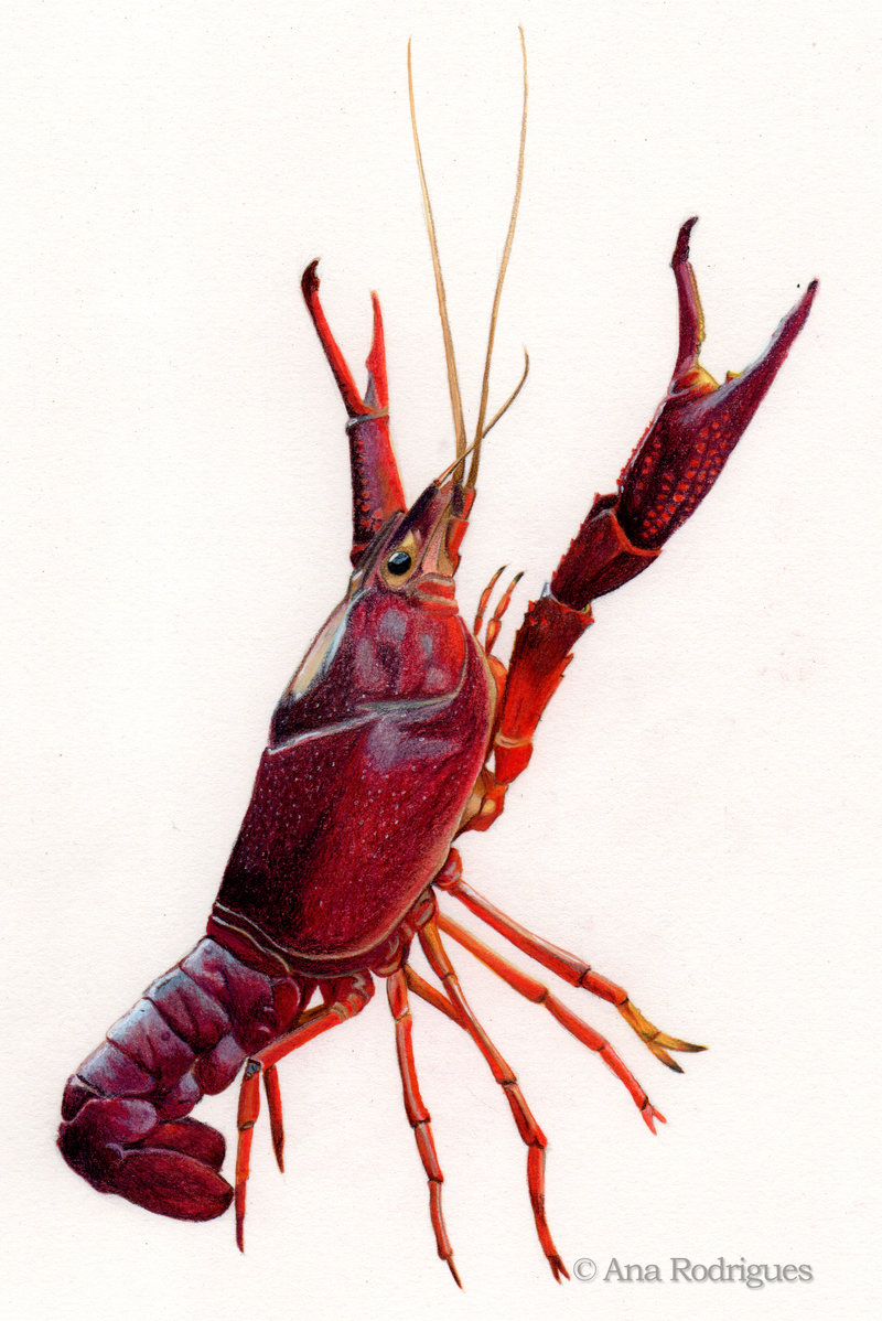Crawfish Drawing ClipArt Best
