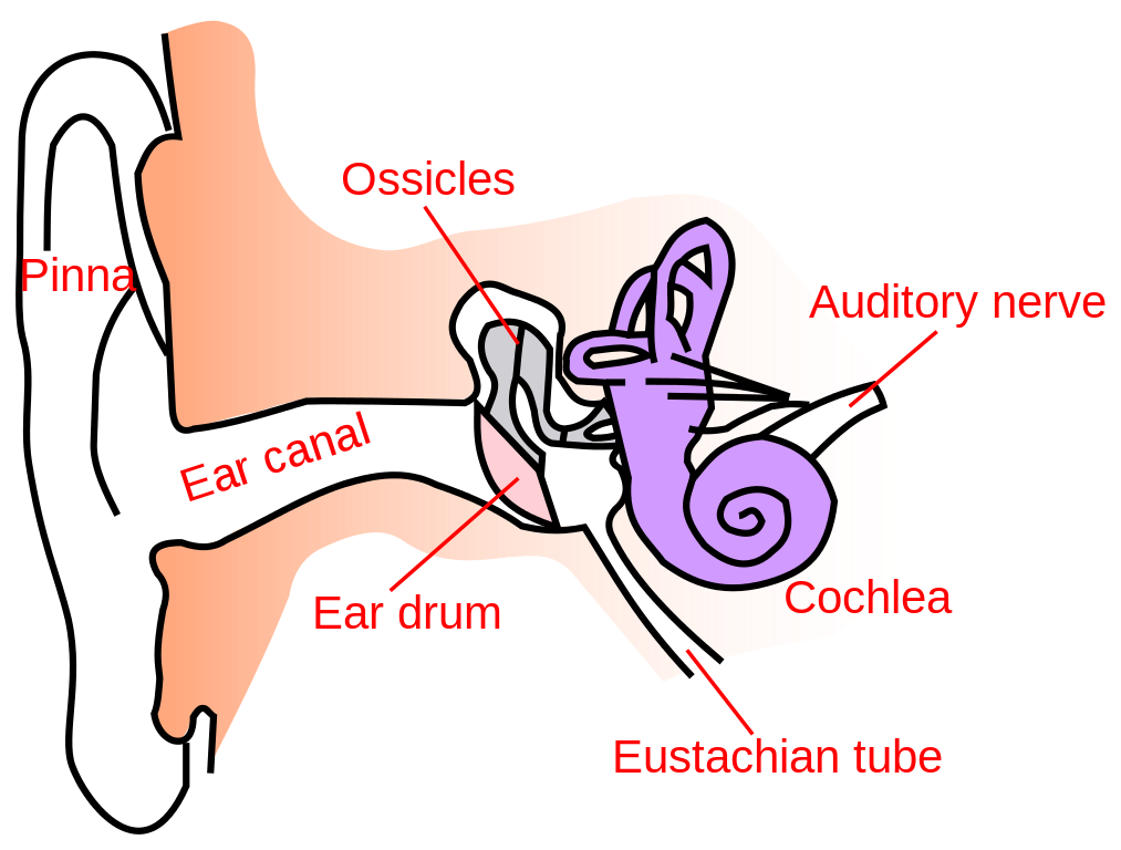 Image Of The Ear